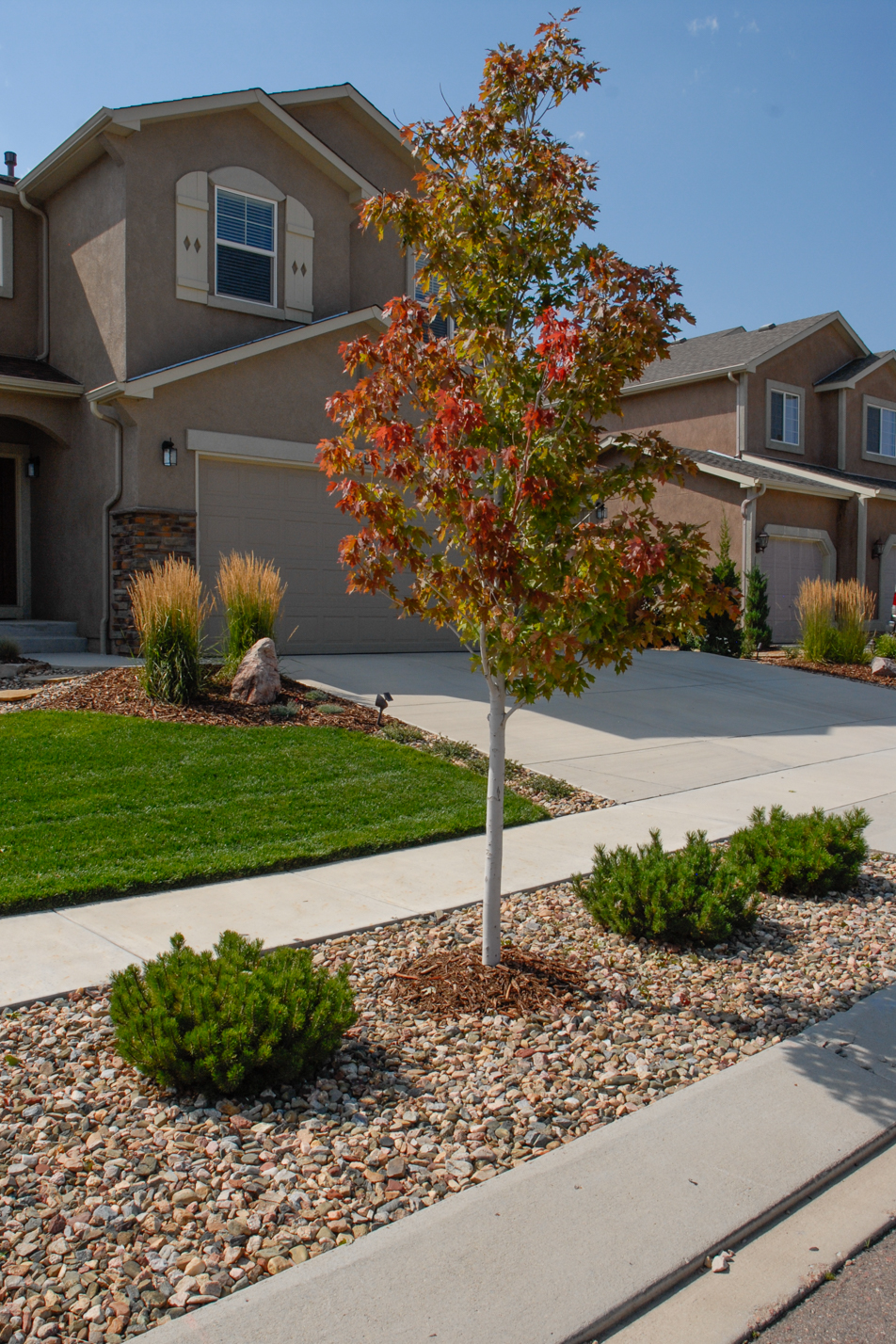 Easy Maintenance Front Yard